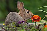 Cottontail Rabbit sitting on a meadow with an orange Marigold flower.