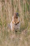 Ground Squirrel sitting in tall grass.