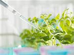 Close up of pipetting experimental chemical into laboratory seedling tray