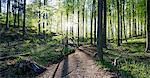 Hallerbos forest, Halle, Vlaams-Brabant, Belgium