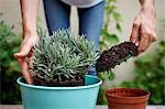 Cropped view of hands using trowel to add soil to potted plant