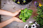 High angle view of hands holding basil plant