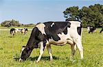 Friesian cows grazing in field