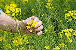 Close up of male farmers hand examining yellow flower of charlock plant