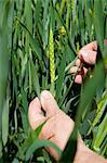 Close up of male farmers hand examining ear of wheat in field