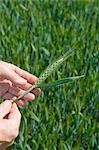 Close up of male farmers hands examining green ear of wheat in field