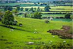 Sheep on Pasture, Chipping Campden, Gloucestershire, Cotswolds, England, United Kingdom