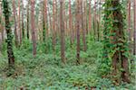 Pine Forest with Climbers, Hesse, Germany