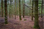 Spooky Spruce Forest, Odenwald, Hesse, Germany