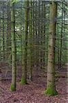 Spruce Forest, Odenwald, Hesse, Germany