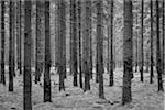 Spruce Forest, Odenwald, Hesse, Germany