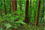 Rainforest, Daintree Rainforest, Daintree National Park, Mossman Gorge, Daintree National Park, Queensland, Australia