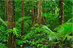 Rainforest, Daintree Rainforest, Mossman Gorge, Daintree National Park, Queensland, Australia