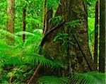 Tree in Daintree Rainforest, Mossman Gorge, Daintree National Park, Queensland, Australia