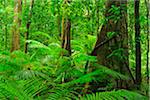 Trees in Rainforest, Daintree Rainforest, Mossman Gorge, Daintree National Park, Queensland, Australia