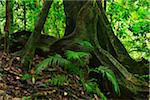 Tree Trunk, Daintree Rainforest, Mossman Gorge, Daintree National Park, Queensland, Australia