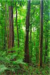 Daintree Rainforest, Mossman Gorge, Daintree National Park, Queensland, Australia