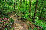 Path in Daintree Rainforest, Mossman Gorge, Daintree National Park, Queensland, Australia