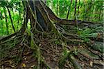 White Fig (Ficus virens) Tree Trunk and Roots, Daintree Rainforest, Daintree National Park, Queensland, Australia