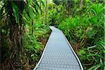 Boardwalk in Daintree Rainforest, Cape Tribulation, Daintree National Park, Queensland, Australia