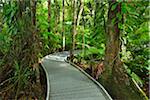 Boardwalk in Daintree Rainforest, Cape Tribulation, Daintree National Park, Queensland, Australia