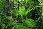 Daintree Rainforest, Cape Tribulation, Daintree National Park, Queensland, Australia