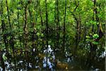 Daintree Rainforest, Cape Tribulation, Daintree National Park, Queensland, Australia