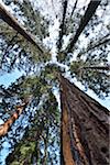 Low Angle View to Redwood Treetops, Staatspark Furstenlager, Bensheim, Odenwald, Hesse, Germany