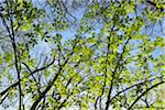 Chestnut Tree Leaves in Spring, Staatspark Furstenlager, Bensheim, Odenwald, Hesse, Germany