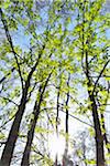 Chestnut Tree Leaves with Sun in Spring, Staatspark Furstenlager, Bensheim, Odenwald, Hesse, Germany