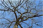 Low Angle View of Oak Tree, Bensheim, Odenwald, Hesse, Germany