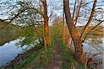 Path om Embankment in River Main in Spring, Collenberg, Lower Franconia, Spessart, Miltenberg District, Bavaria, Germany