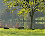 Maple Tree on River Main in Spring, Collenberg, Lower Franconia, Spessart, Miltenberg District, Bavaria, Germany