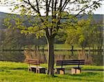 Chestnut Tree with Benches by River Main in Spring, Collenberg, Lower Franconia, Spessart, Miltenberg District, Bavaria, Germany