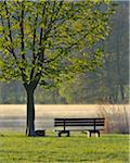 Chestnut Tree with Bench by River Main in Spring, Collenberg, Lower Franconia, Spessart, Miltenberg District, Bavaria, Germany