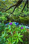 Close-up of plants and pond, Killarney National Park, beside the town of Killarney, County Kerry, Ireland