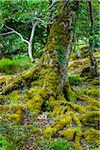 Close-up of moss covered tree trunk, Killarney National Park, beside the town of Killarney, County Kerry, Ireland