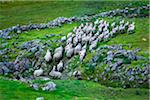 Sheep being rounded up by sheep dogs near Moll's Gap, along the Ring of Kerry, County Kerry, Ireland