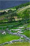 Sheep being rounded up by sheep dogs near Moll's Gap, along the Ring of Kerry, County Kerry, Ireland