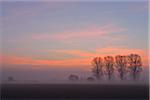 Row of Cottonwood Trees at Sunrise, Harpertshausen, Dieburg, Darmstadt-Dieburg-District, Hesse, Germany