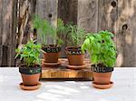 Various types of herbs in flower pots (mint, basil, dill and rosemary) with labels