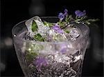 An exotic drink made with cat nip and ice cubes (edible flowers and petals frozen in ice cubes)