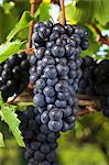 Ripe pinot noir grapes on a vine (Austria)