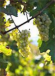 Riesling grapes on a vine