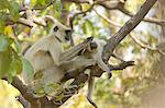 Langur monkey - Semnopithecus entellus, Satpura National Park, Madhya Pradesh India