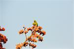 Rose-ringed parakeet - Psittacula krameri, Satpura National Park, Madhya Pradesh India