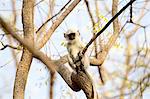 Langur monkey - juvenile - Semnopithecus entellus, Satpura National Park, Madhya Pradesh India