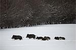 Wild boars running in snow