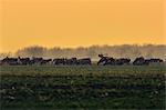 Herd of red deer in the morning