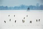 Gray Herons resting in snowcapped field